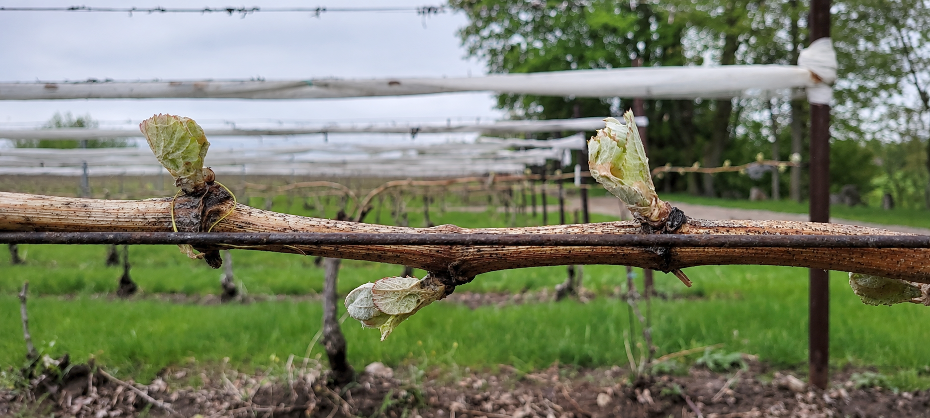 A grapevine showing bud break.